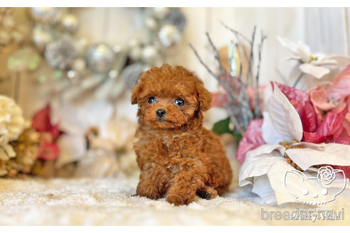 成約済の愛知県のタイニープードル-283332の3枚目