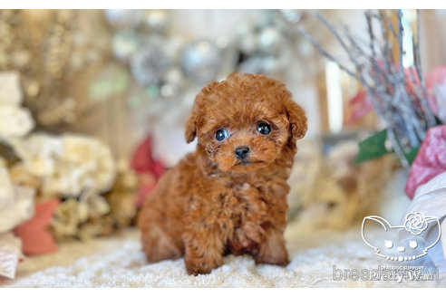 成約済の愛知県のタイニープードル-283332の4枚目