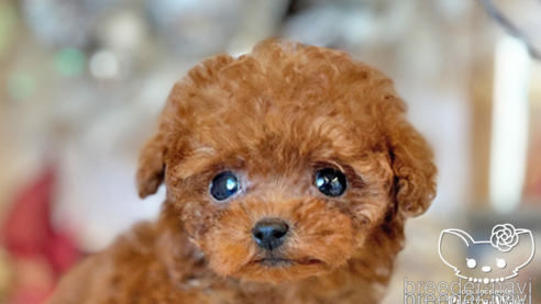 成約済の愛知県のタイニープードル-283332