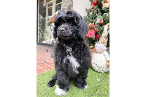 成約済の東京都のその他の犬種-275527の8枚目