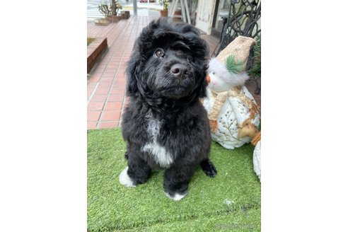成約済の東京都のその他の犬種-275527の7枚目