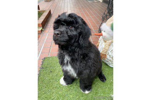 成約済の東京都のその他の犬種-275527の6枚目
