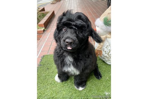 成約済の東京都のその他の犬種-275527の5枚目
