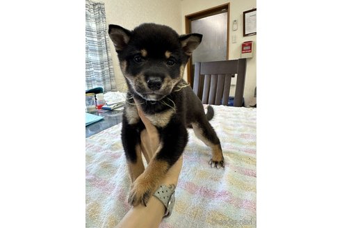 成約済の千葉県の柴犬-279533の16枚目