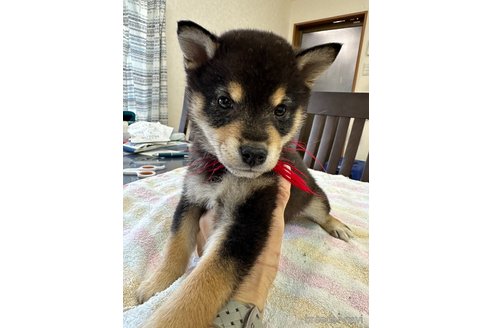 成約済の千葉県の柴犬-279531の20枚目