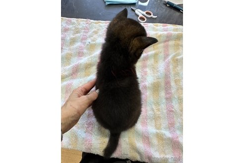 成約済の千葉県の柴犬-279531の19枚目
