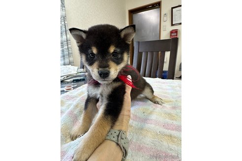 販売中の千葉県の柴犬-279531の17枚目