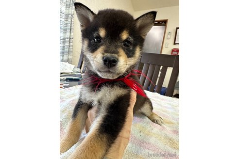 成約済の千葉県の柴犬-279531の17枚目