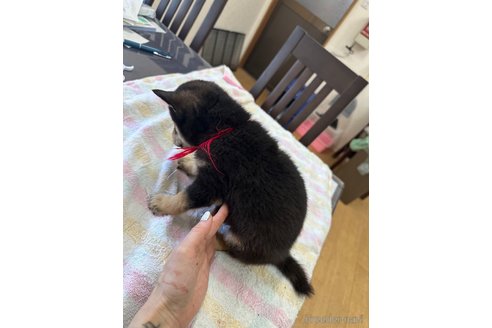 成約済の千葉県の柴犬-279531の16枚目