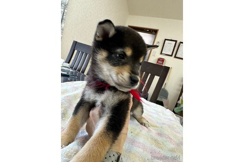 成約済の千葉県の柴犬-279531の15枚目