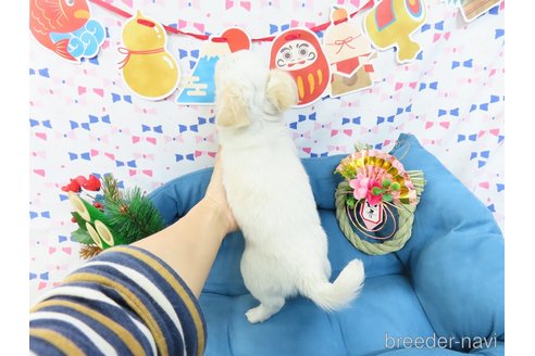 成約済の千葉県のチワワ(ロングコート)-278218の15枚目