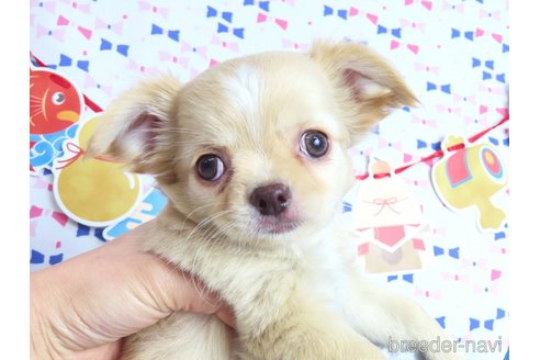 成約済の千葉県のチワワ(ロングコート)-278227の10枚目