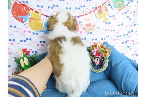 成約済の千葉県のチワワ(ロングコート)-276100の8枚目