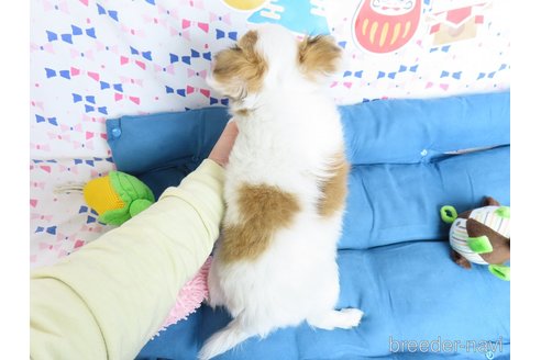 成約済の千葉県のチワワ(ロングコート)-276102の30枚目