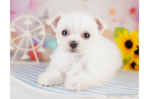 成約済の千葉県のマルチーズ-283388の6枚目