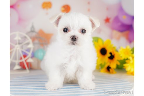 成約済の千葉県のマルチーズ-283388の8枚目