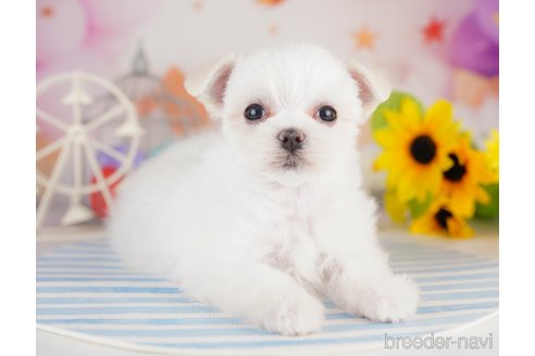 成約済の千葉県のマルチーズ-283388の5枚目