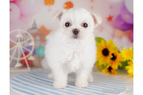 成約済の千葉県のマルチーズ-283388の3枚目