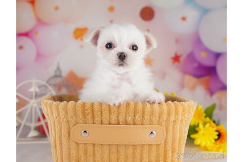 成約済の千葉県のマルチーズ-283388の4枚目