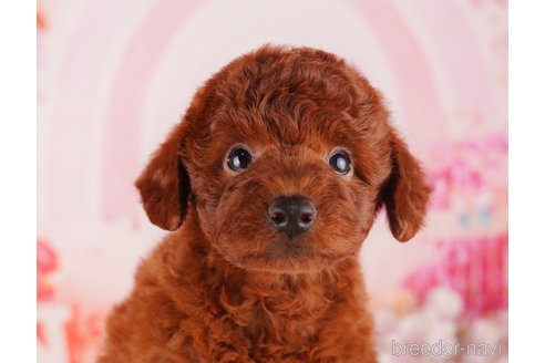 成約済の千葉県のトイプードル-283394の1枚目