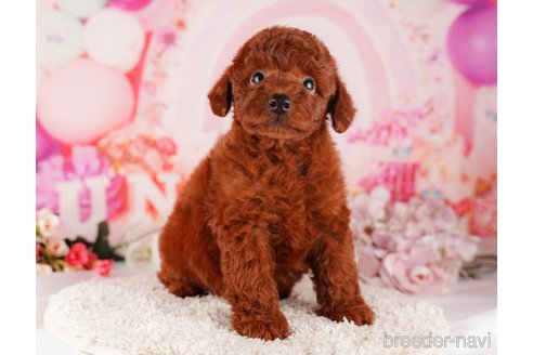 成約済の千葉県のトイプードル-283394の4枚目