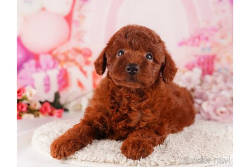 成約済の千葉県のトイプードル-283394の5枚目