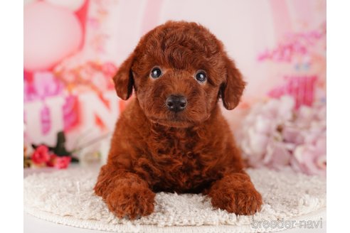 成約済の千葉県のトイプードル-283394の6枚目