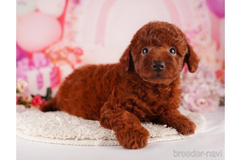 成約済の千葉県のトイプードル-283394の7枚目