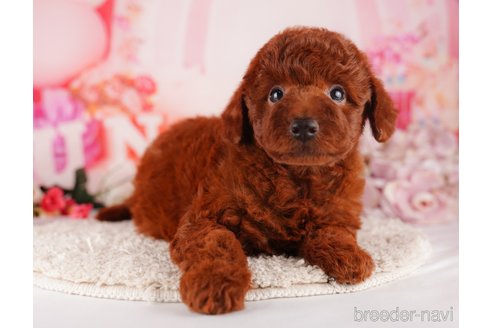 成約済の千葉県のトイプードル-283394の3枚目