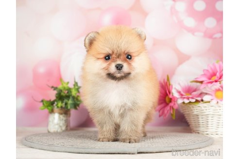 成約済の千葉県のポメラニアン-283414の7枚目