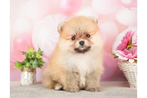 成約済の千葉県のポメラニアン-283414の8枚目