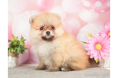 成約済の千葉県のポメラニアン-283414の1枚目