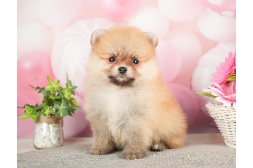 成約済の千葉県のポメラニアン-283414の4枚目