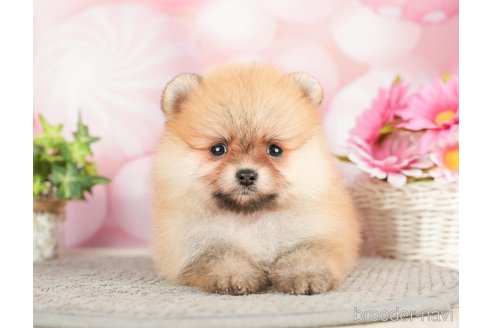 成約済の千葉県のポメラニアン-283414の5枚目