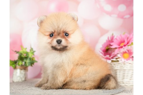 成約済の千葉県のポメラニアン-283414の6枚目