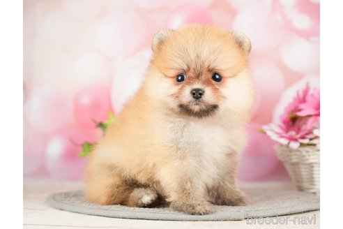 成約済の千葉県のポメラニアン-283414の2枚目