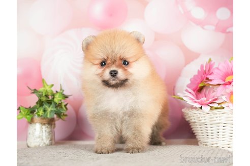 成約済の千葉県のポメラニアン-283414の3枚目