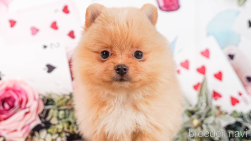 成約済の茨城県のポメラニアン-283417の5枚目