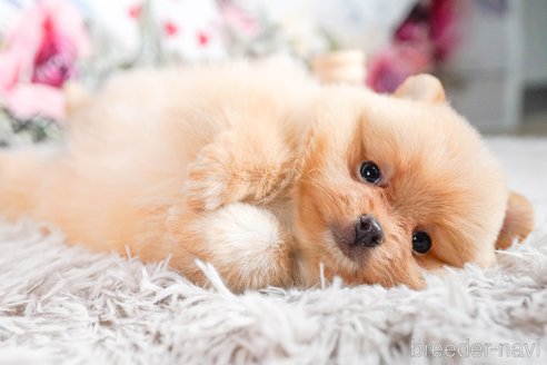 成約済の茨城県のポメラニアン-283417