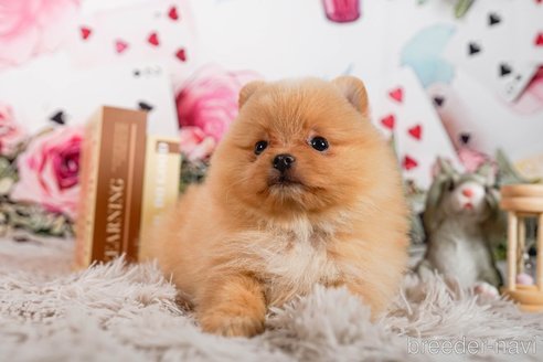 成約済の茨城県のポメラニアン-283417の4枚目