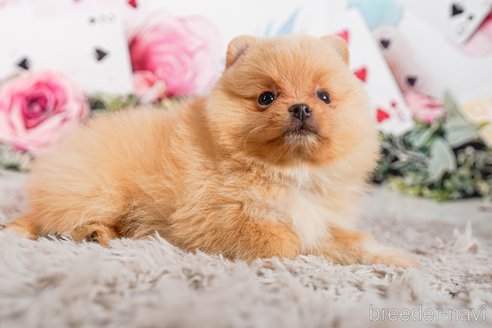 成約済の茨城県のポメラニアン-283417の2枚目