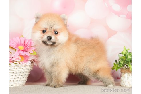 成約済の千葉県のポメラニアン-283416の9枚目