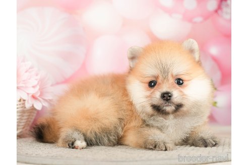 成約済の千葉県のポメラニアン-283416の10枚目