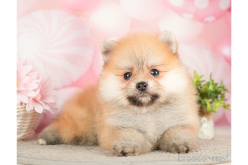 成約済の千葉県のポメラニアン-283416の1枚目