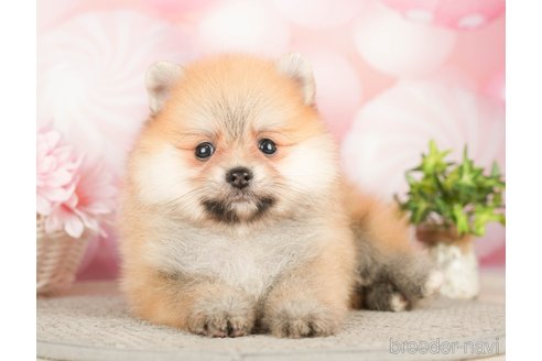 成約済の千葉県のポメラニアン-283416の5枚目