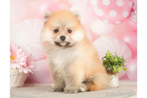 成約済の千葉県のポメラニアン-283416の6枚目