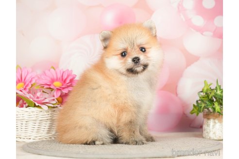 成約済の千葉県のポメラニアン-283416の7枚目