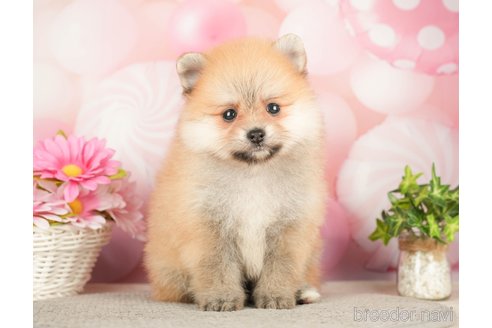 成約済の千葉県のポメラニアン-283416の8枚目