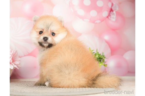 成約済の千葉県のポメラニアン-283416の2枚目