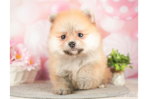 成約済の千葉県のポメラニアン-283416の3枚目